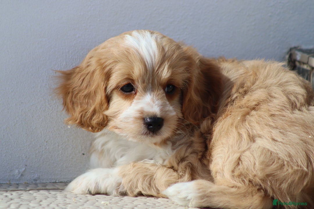 Cavapoo dogs for sale: F1 Cavapoo puppies for sale - Image 29