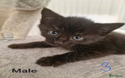 Mixed Breed cats for sale: Beautiful kittens for loving homes from 8th Aug  - Image 4