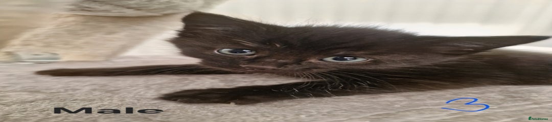 Kitten 3