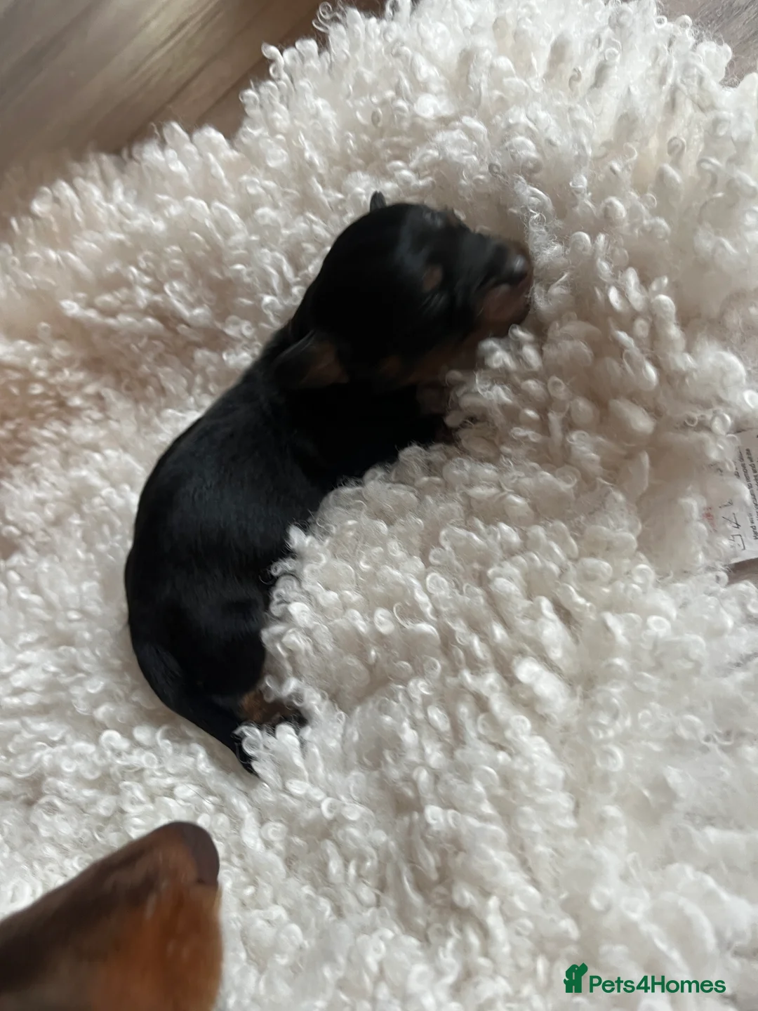 Miniature Dachshund dogs for sale: Miniature dachshunds for sale  - Advert 30