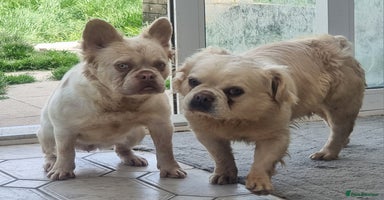 French Bulldog dogs - Advert 2