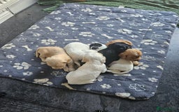 Cocker Spaniel dogs for sale: Beautiful cocker spaniel puppies - Image 18