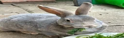 Rex rabbits for sale: 2 standard Rexes a bonded must go together  - Advert 8