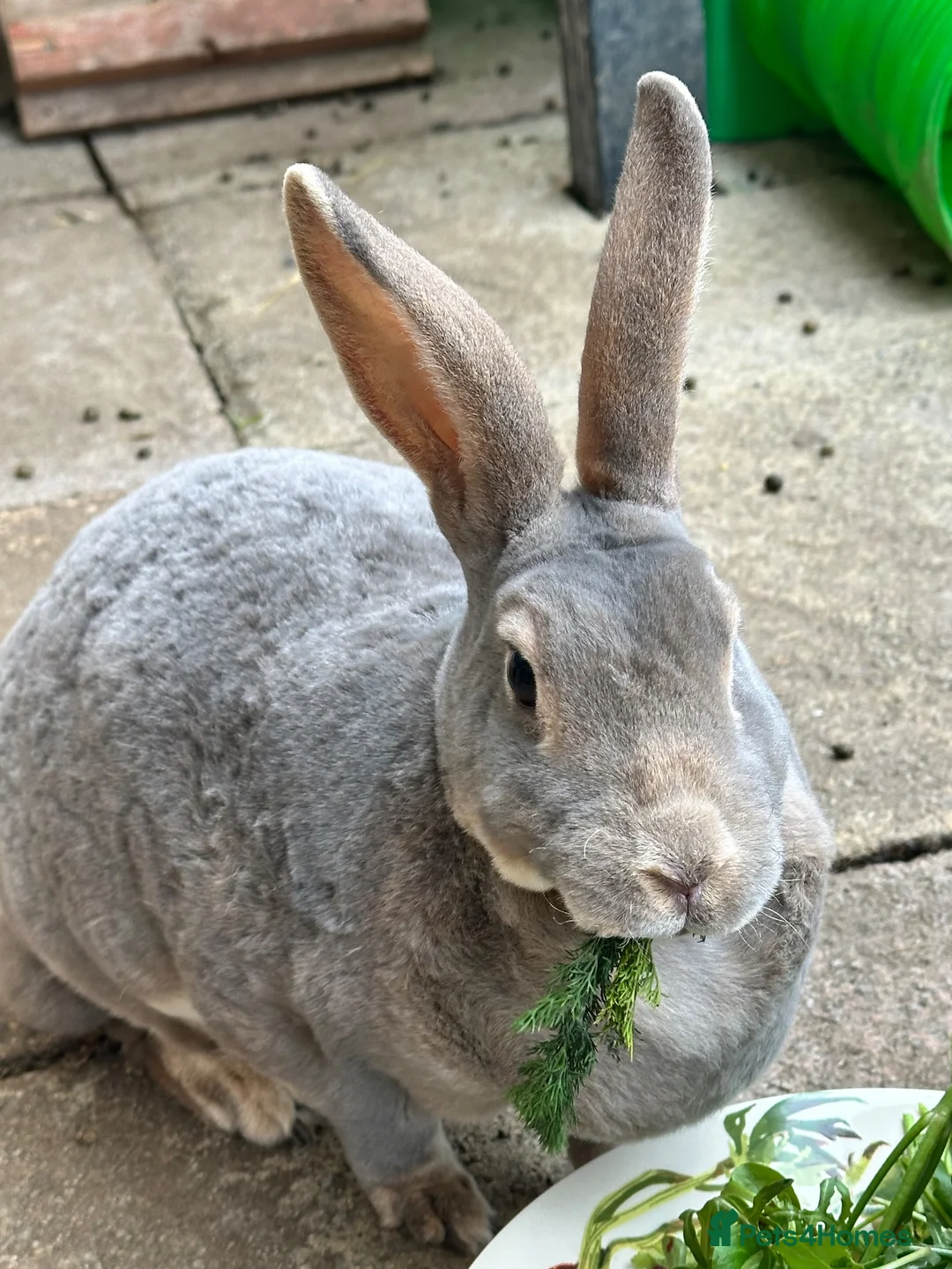 Rex rabbits for sale: 2 standard Rexes a bonded must go together  - Advert 8
