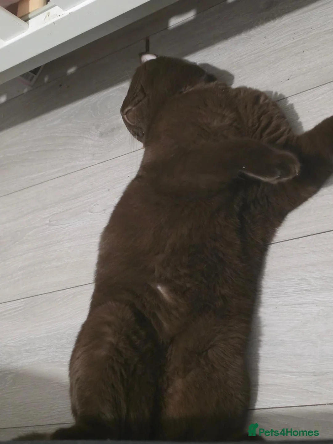 British Shorthair cats for sale: Pablo is a chocolate cinnamon - Advert 2