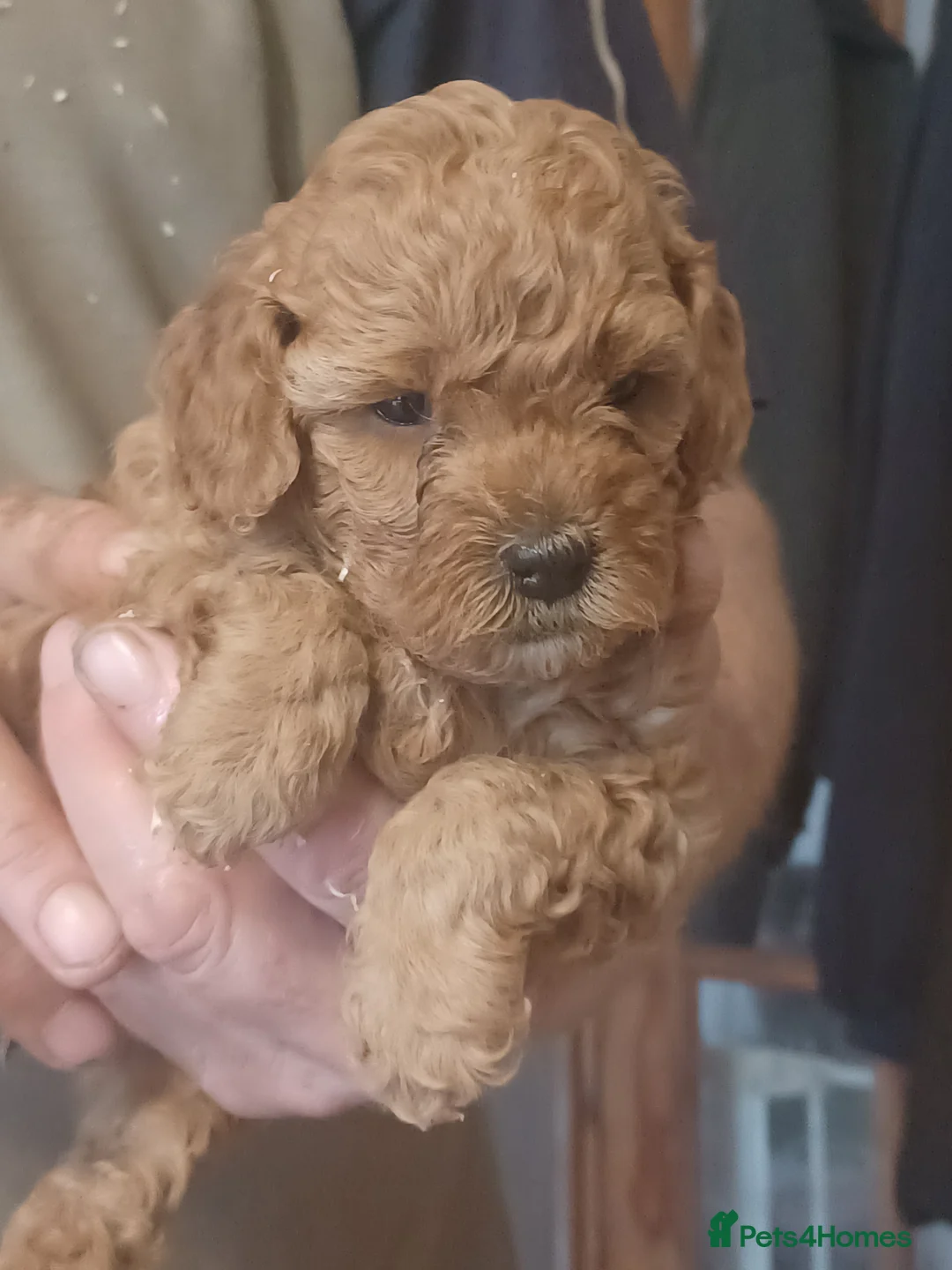 Toy Poodle dogs for sale: Toy poodle - Advert 4