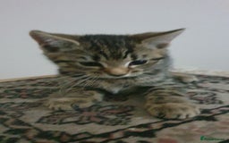 Mixed Breed cats for sale: Four kittens in search of their forever homes - Image 11