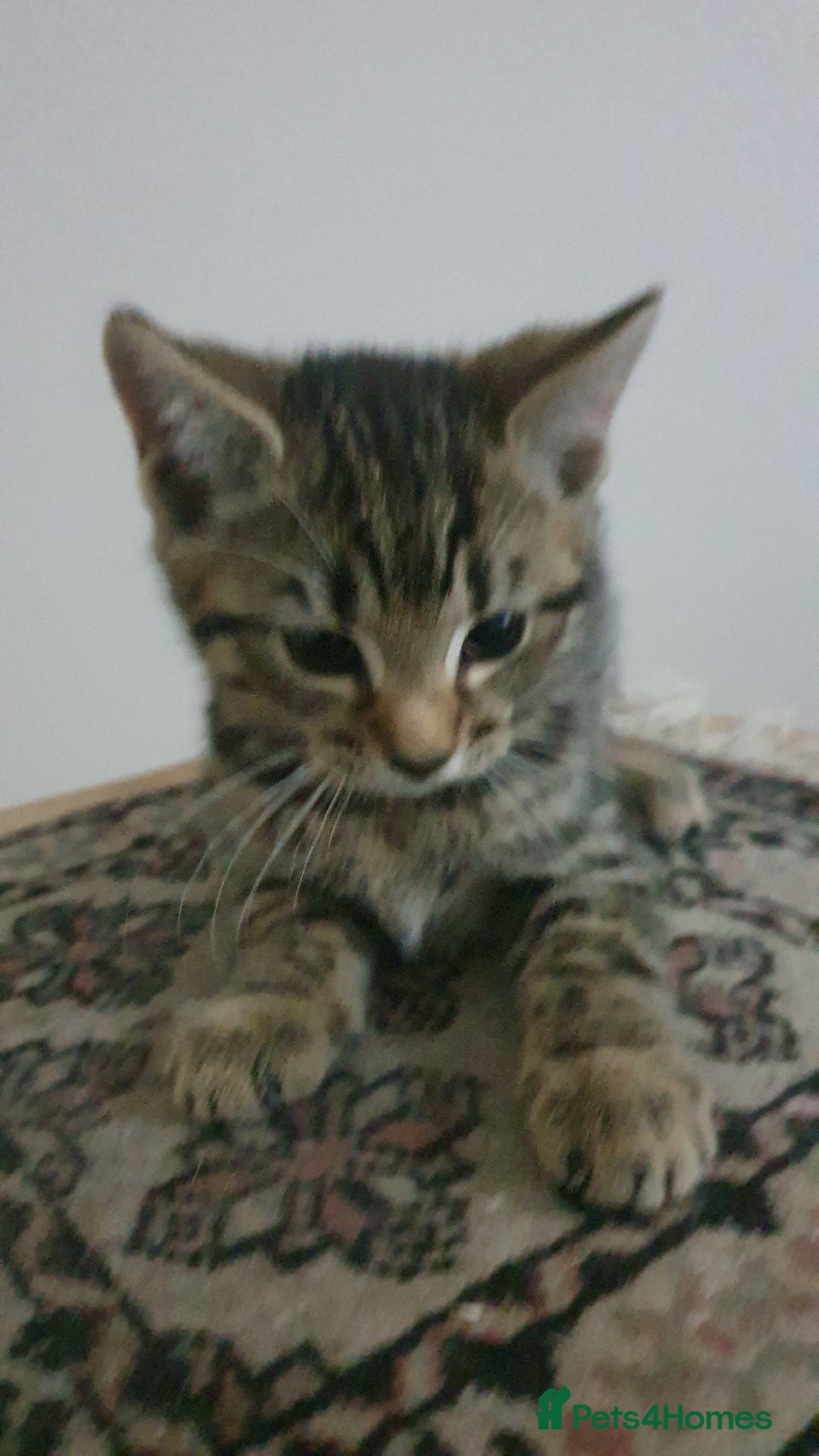 Mixed Breed cats for sale: Four kittens in search of their forever homes - Image 11