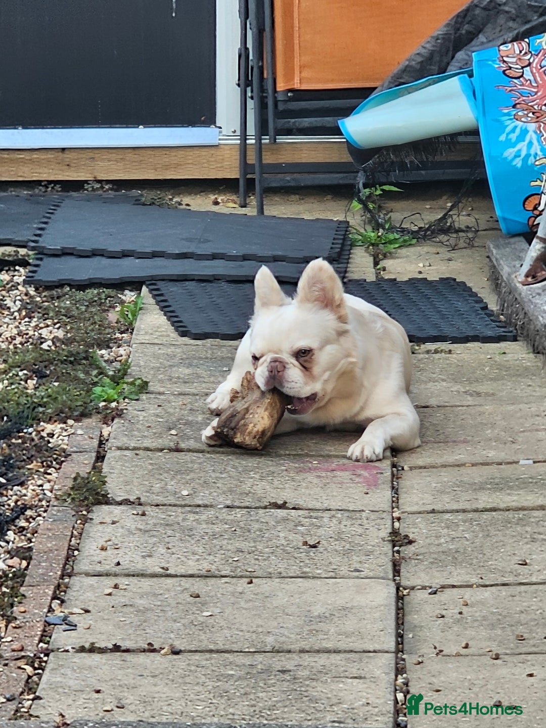 Mixed Breed dogs for sale: Micro exotic,s. - Advert 8