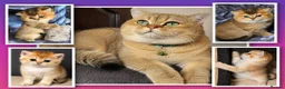 British Shorthair cats for stud: NY12⚜️GOLDEN BSH 🏆 TICA and GCCF reg 🩸 blood B - Advert 1