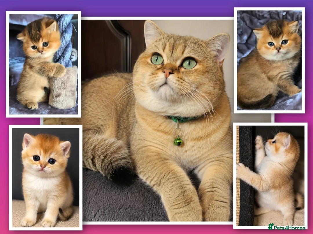 British Shorthair cats for stud: NY12⚜️GOLDEN BSH 🏆 TICA and GCCF reg 🩸 blood B - Advert 1