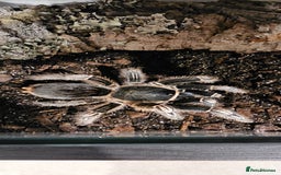 Tarantulas invertebrates for sale: Costa Rican Zebra Tarantula - Image 1