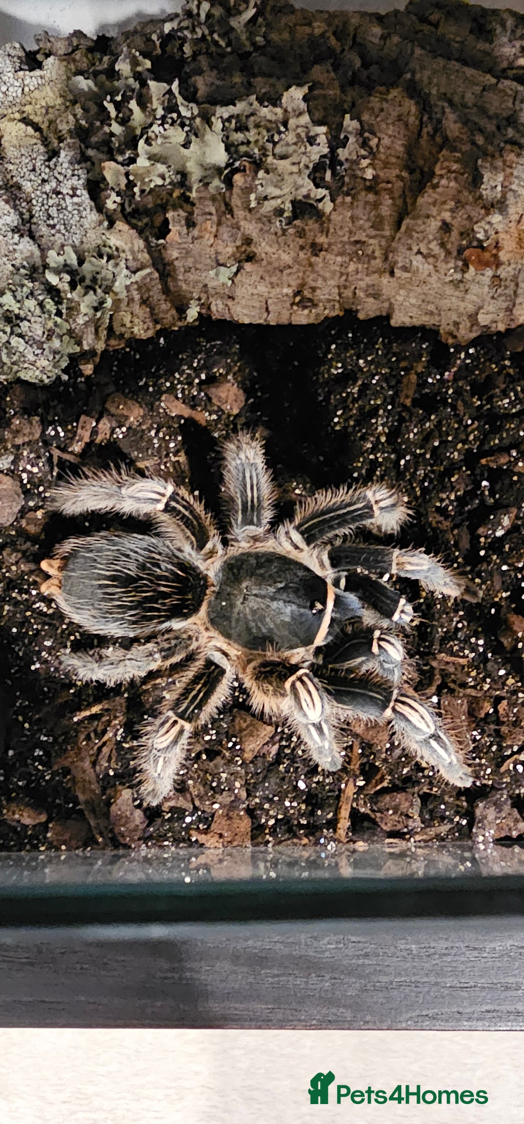 Tarantulas invertebrates for sale: Costa Rican Zebra Tarantula - Image 1