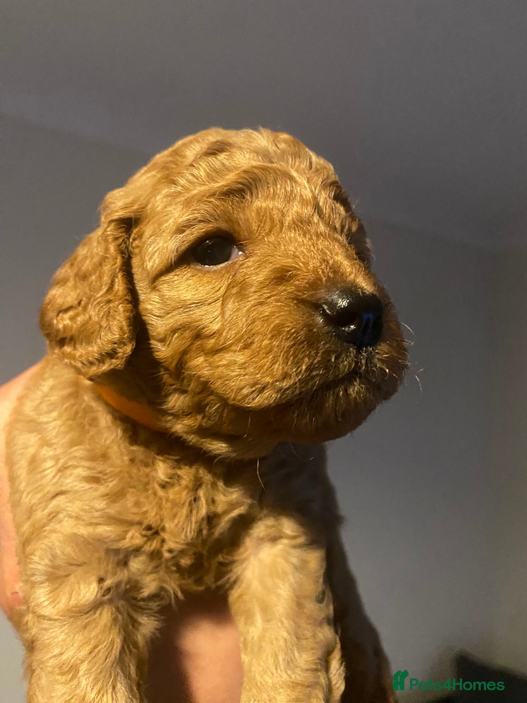Cavapoo dogs for sale: Cavapoo puppy’s  - Image 9
