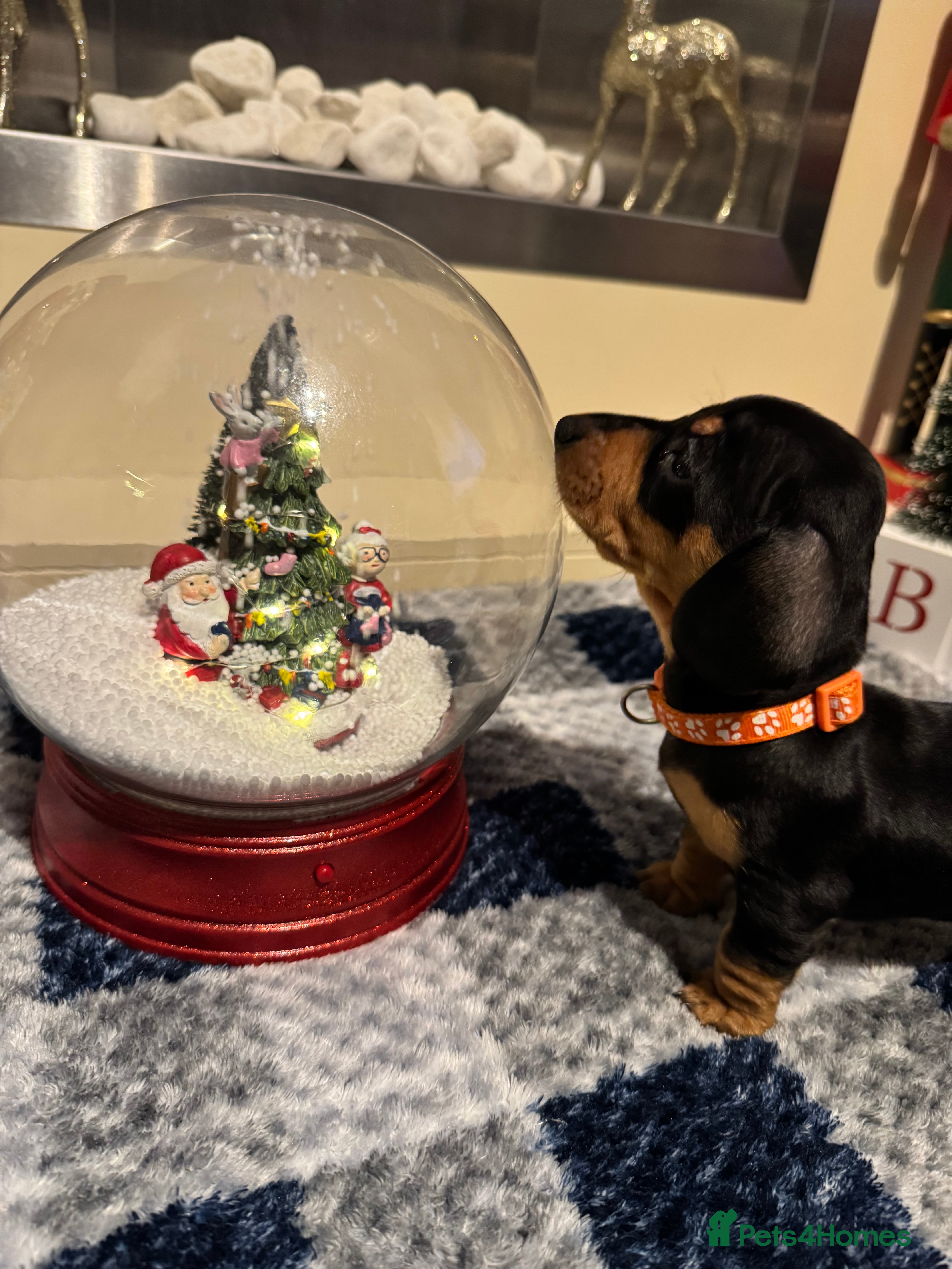 Dachshund dogs Miniature dachshunds - Advert 15