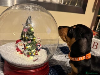 Dachshund dogs Miniature dachshunds - Advert 2