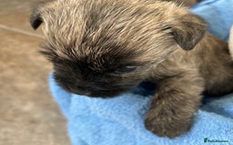 Cairn Terrier dogs for sale: CAIRN TERRIER PUPPIES - Advert 9