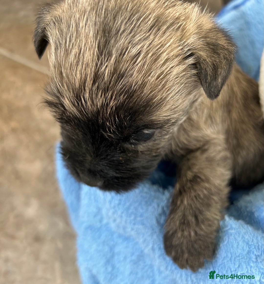 Cairn Terrier dogs for sale: CAIRN TERRIER PUPPIES - Advert 9