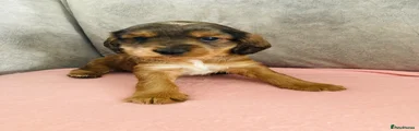 Pup 3