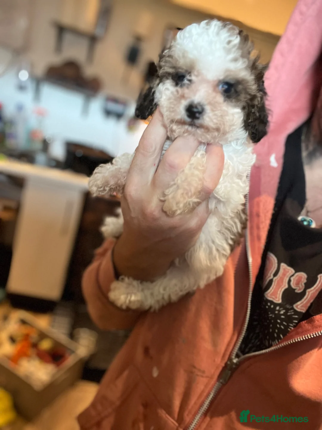 Toy Poodle dogs for sale: 3/4 Toy parti poodle pups  - Advert 8