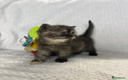 British Shorthair cats for sale: Gorgeous British shorthairs - Image 14