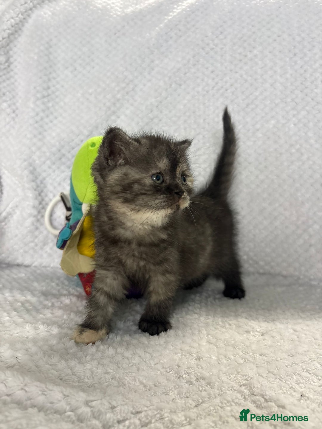 British Shorthair cats for sale: Gorgeous British shorthairs - Image 14