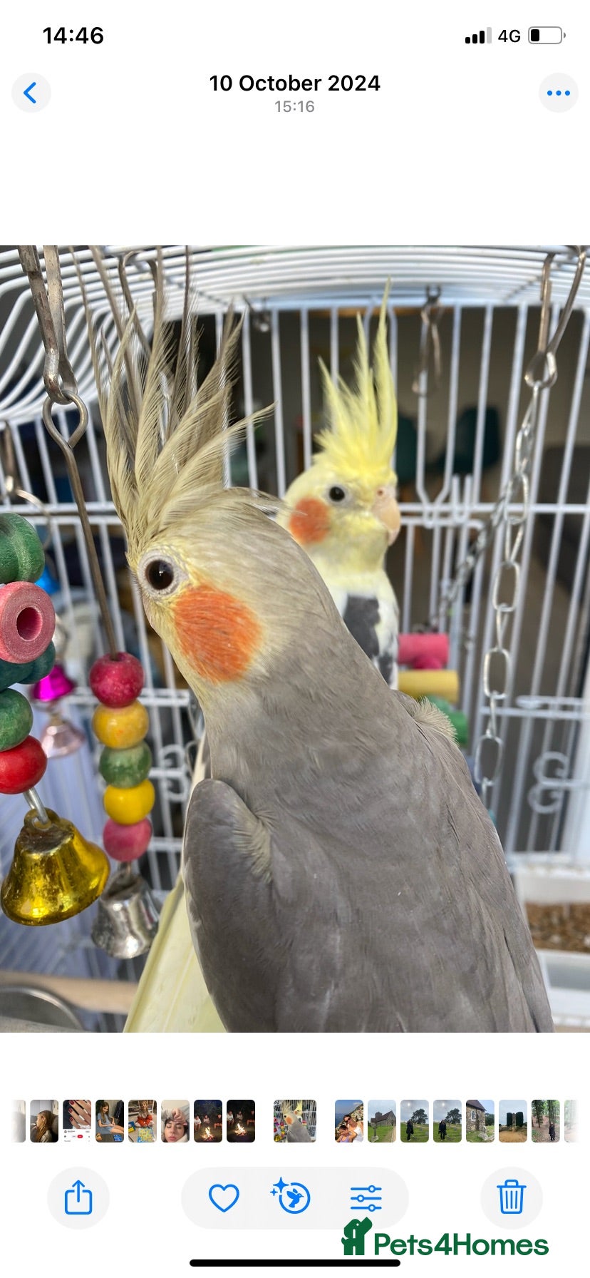 Cockatiels birds Two Lovely Cockatiels  - Advert 9
