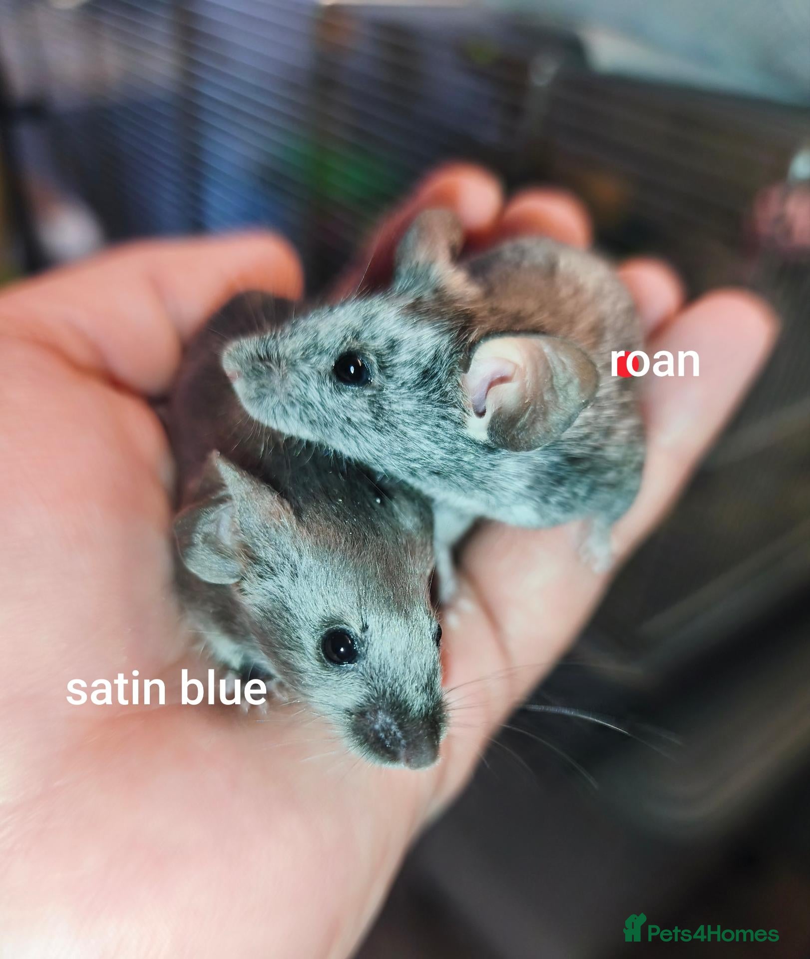 Mouse rodents Beautiful female mice in many colours  - Advert 1