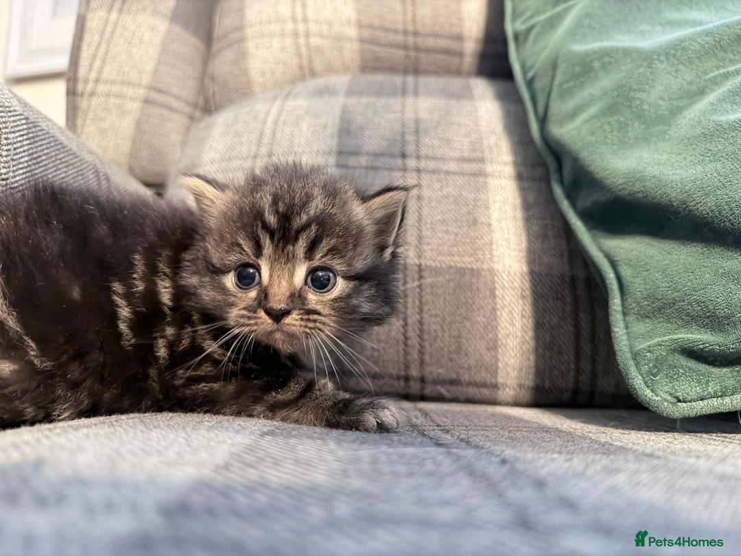 Mixed Breed cats for sale: British shorthair cross kittens - Image 10