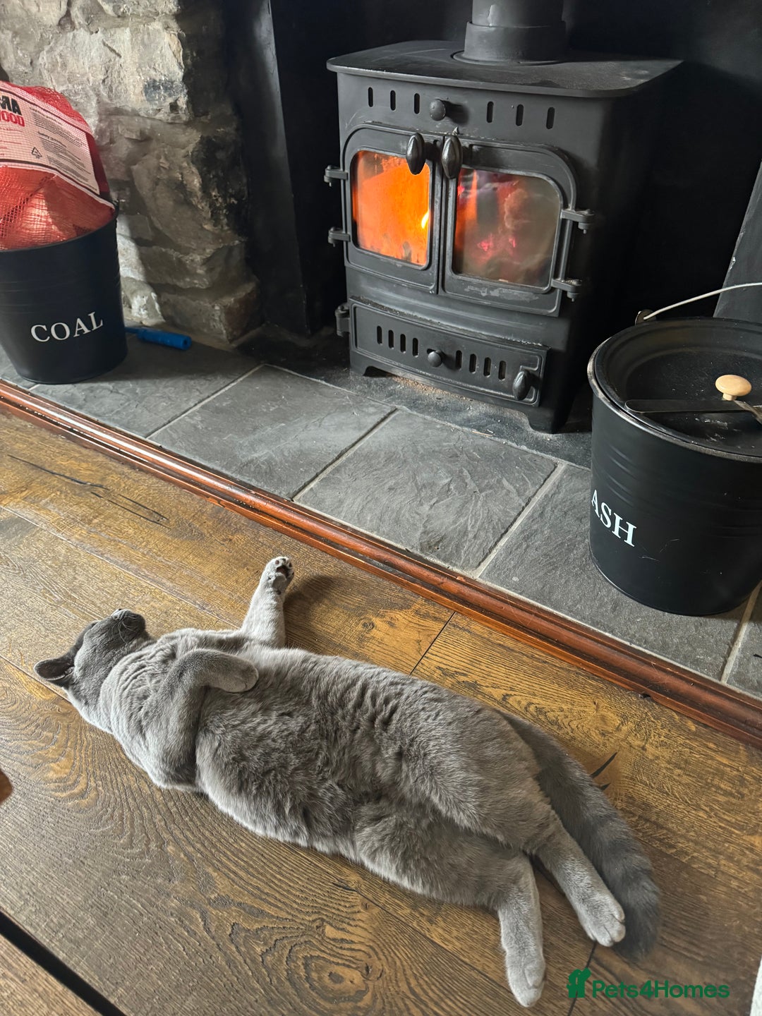 British Shorthair cats for sale: British Shorthair Male — experience needed! - Advert 13