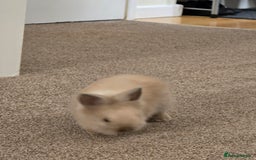 Mini Lion Lop rabbits for sale: Rabbit +cage - Image 2