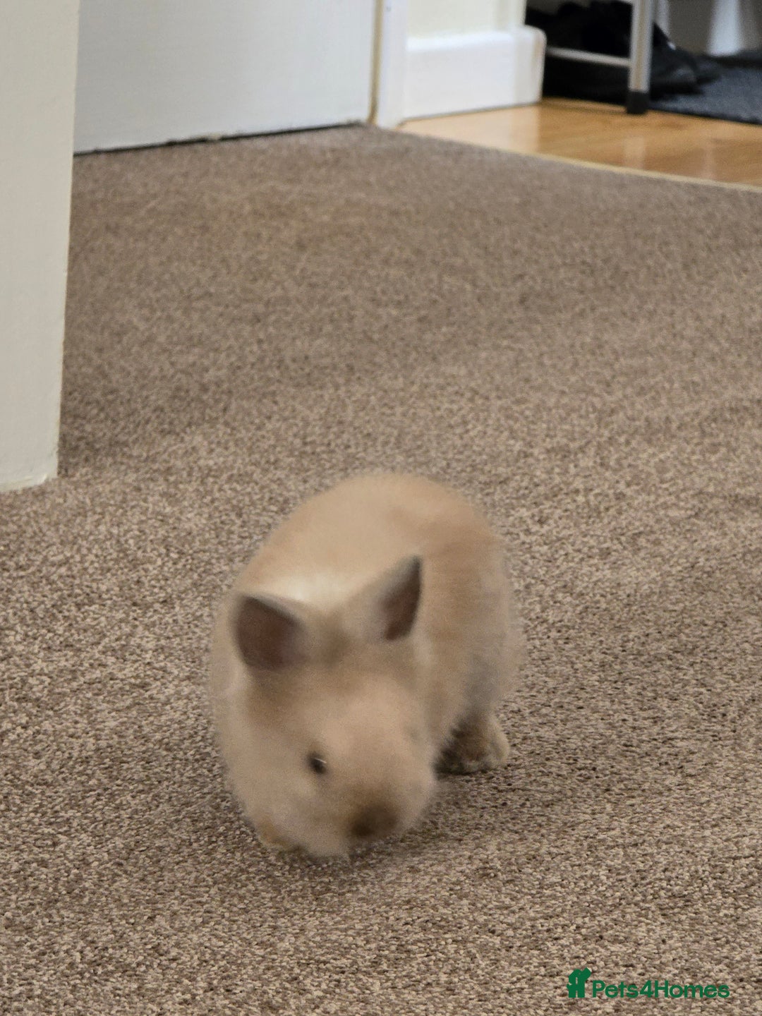 Mini Lion Lop rabbits for sale: Rabbit +cage - Image 2