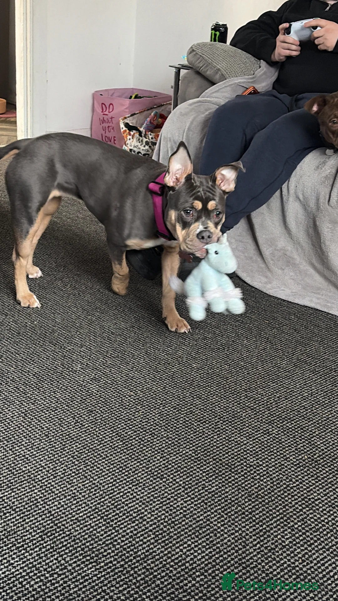 Mixed Breed dogs for sale: 7 month old female pocket bully - Advert 3