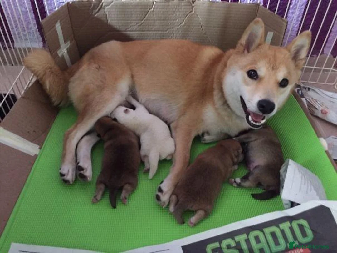 Japanese Shiba Inu dogs for sale: Five Little Fox-Faced Charms Shiba Inu Puppies - Advert 1