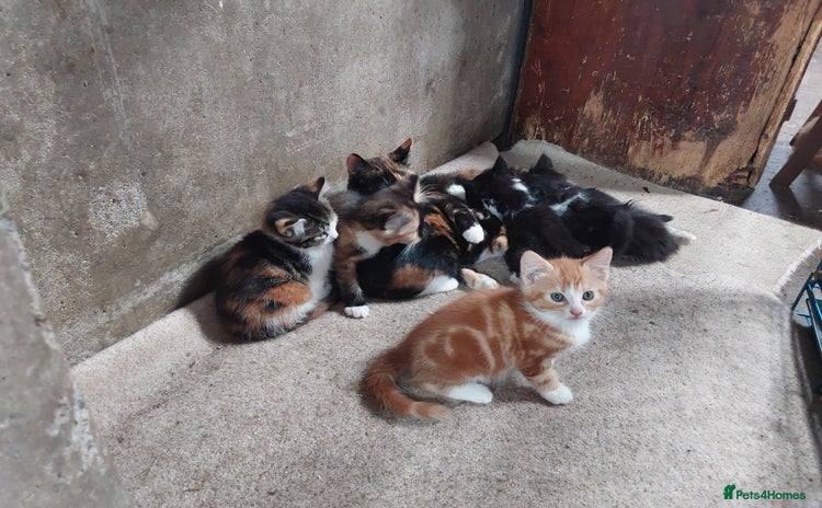 Mixed Breed cats - Advert 2
