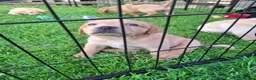 Labrador Retriever dogs for sale: Labrador Pups KC Reg.  - Advert 13