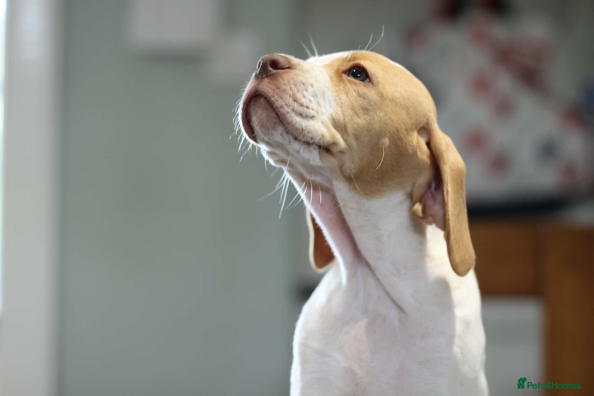 Pointer dogs English Pointer Puppies - Advert 6