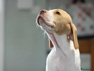 Pointer dogs English Pointer Puppies - Advert 6