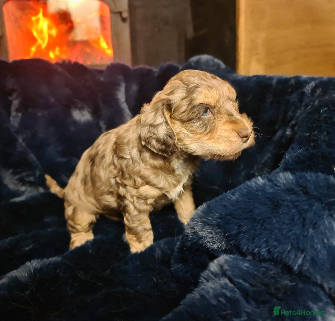Cockapoo dogs for sale: Exceptional Cockapoo Puppies for Sale - Advert 29