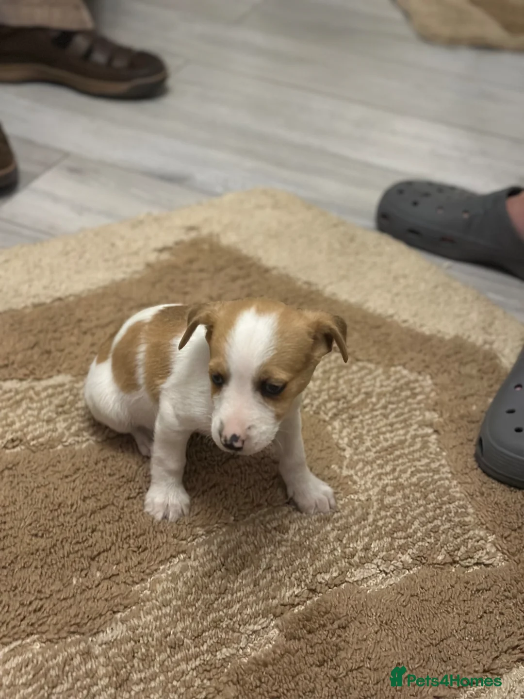 Yorkshire Terrier dogs for sale: 3 beautiful puppies  in Barnsley - Advert 11