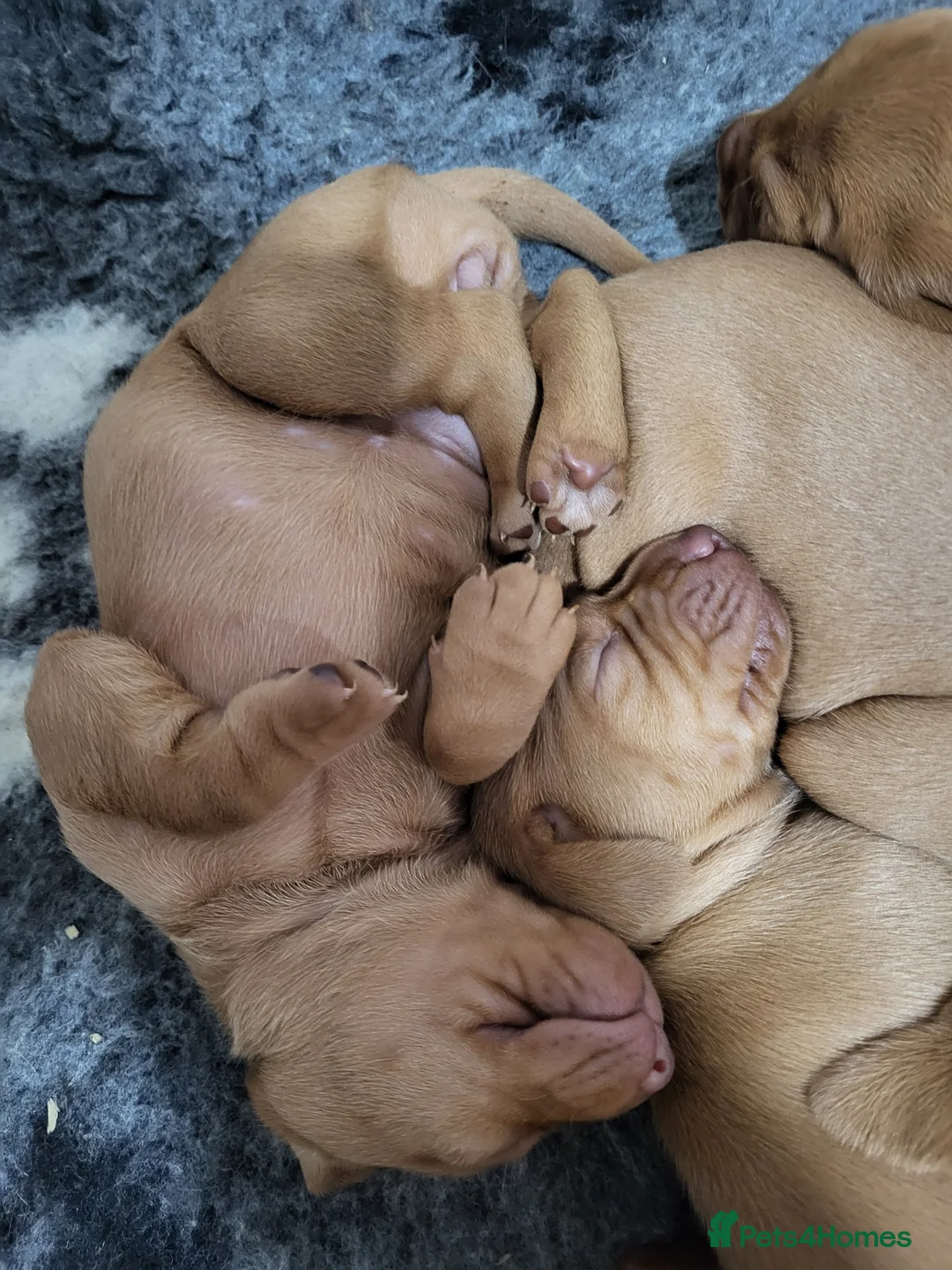 Hungarian Vizsla dogs for sale: Hungarian vizsla puppies for sale 2 boys still ava - Advert 2
