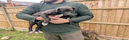 Lurcher dogs for sale: Female bull lurcher pup  - Advert 5