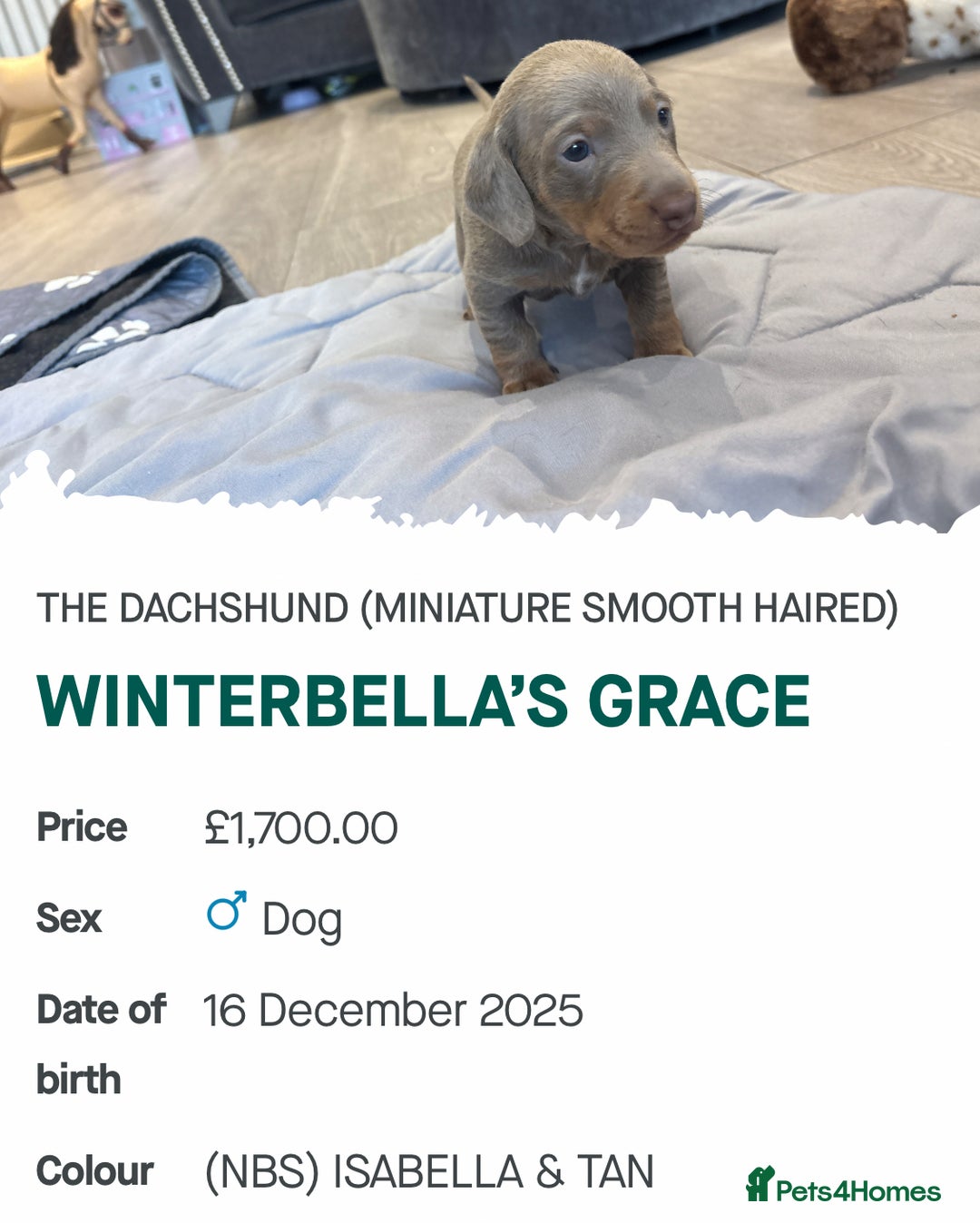 Miniature Dachshund dogs for sale: Kennel club registered miniature dachshunds  - Advert 4