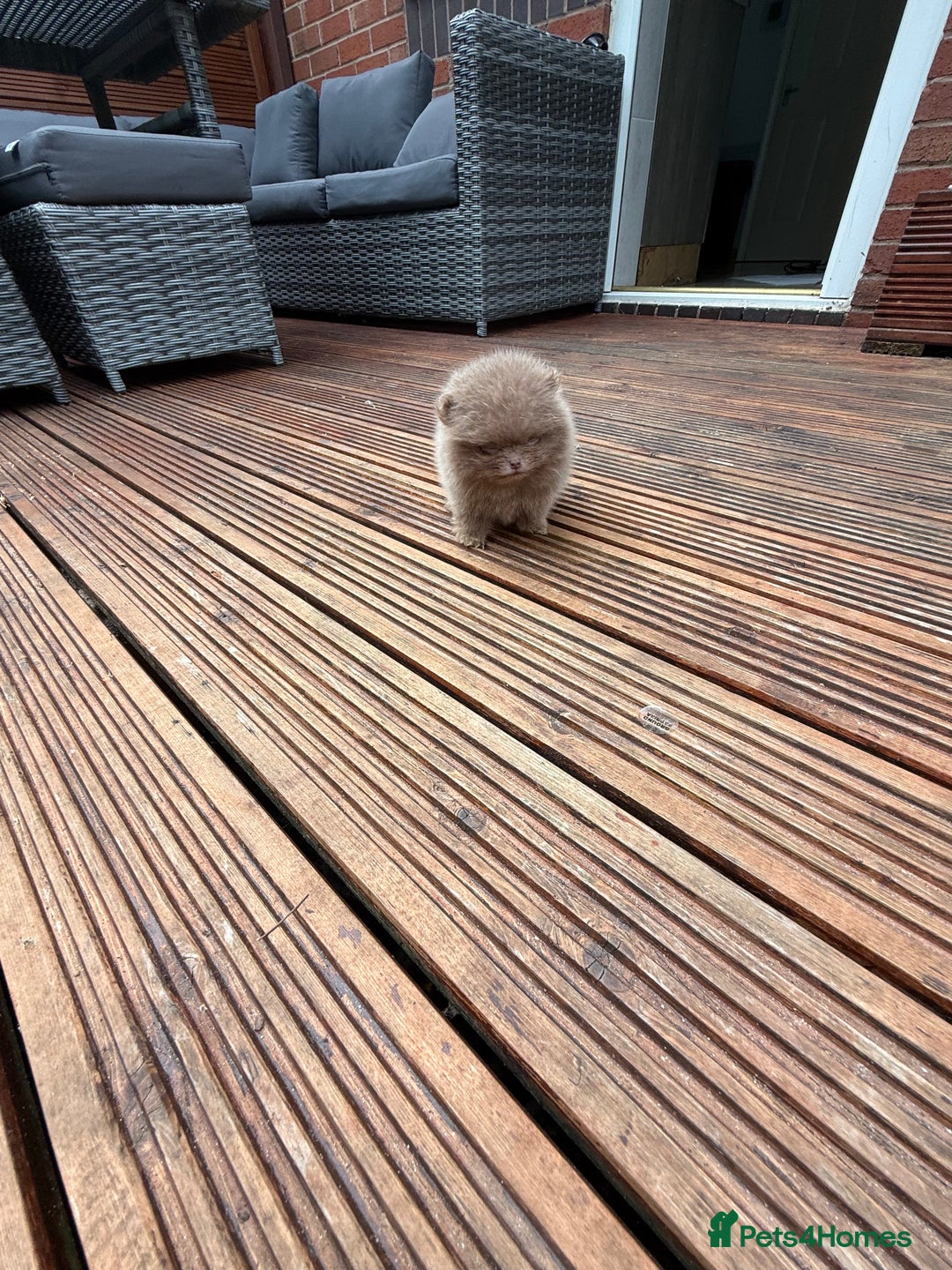 Pomeranian dogs for sale: Super Quite teddy bear Pomeranians puppy’s  - Image 10