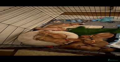 Mixed Breed dogs - Advert 6