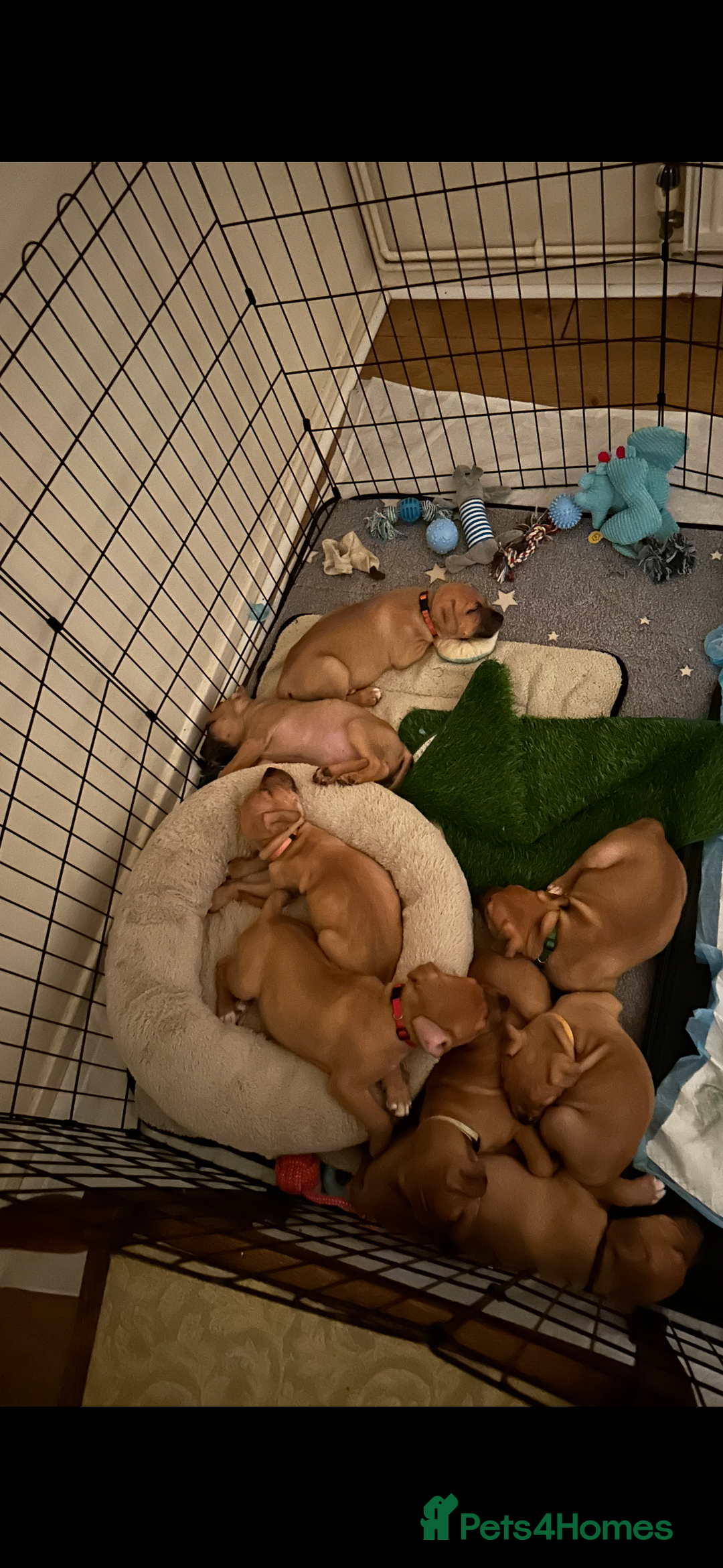 Mixed Breed dogs for sale: Staffie cross puppies  - Image 2