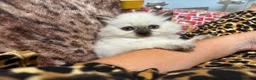 British Shorthair cats for sale: British shorthair colourpoint kittens - Advert 7