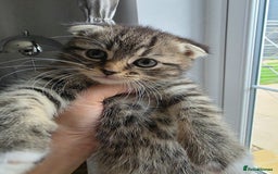 Scottish Fold cats for sale: Gorgeous and playing Scottish Fold cross kittens  - Image 6