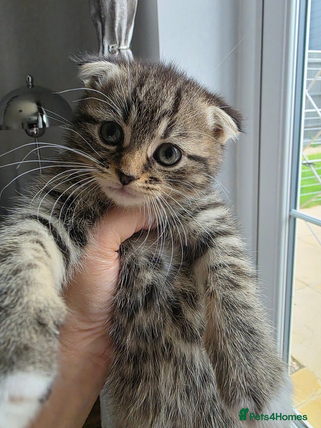 Scottish Fold cats for sale: Gorgeous and playing Scottish Fold cross kittens  - Image 6