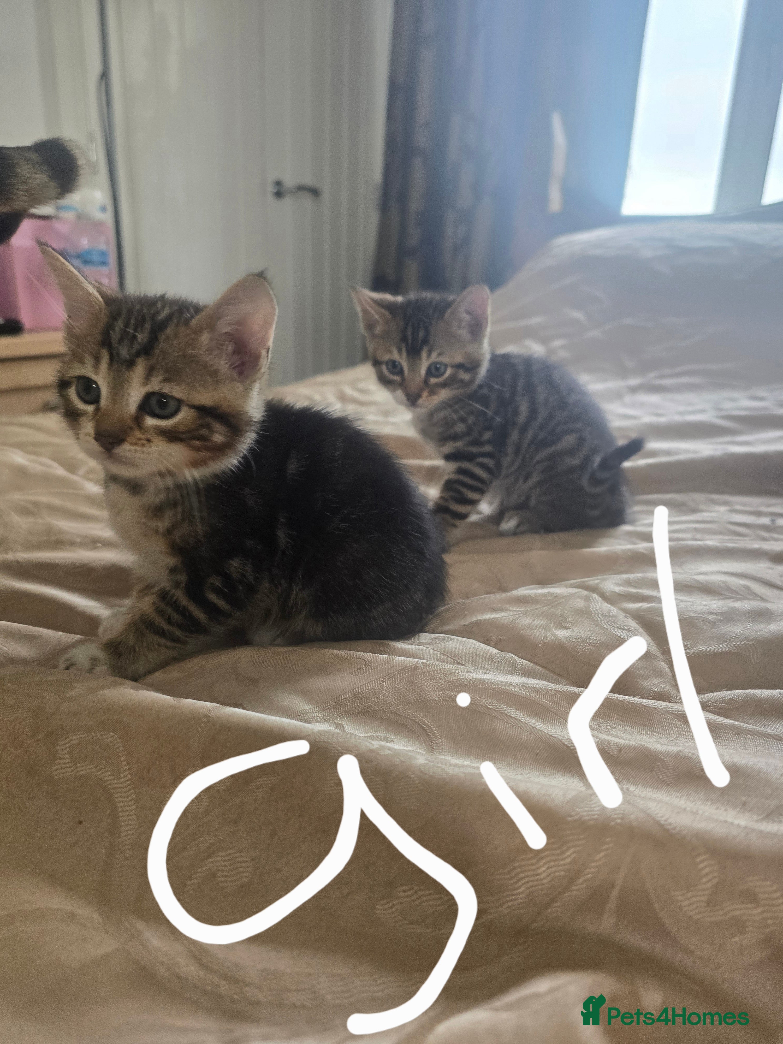 Bengal cats Mixed bengal clubs  - Advert 12
